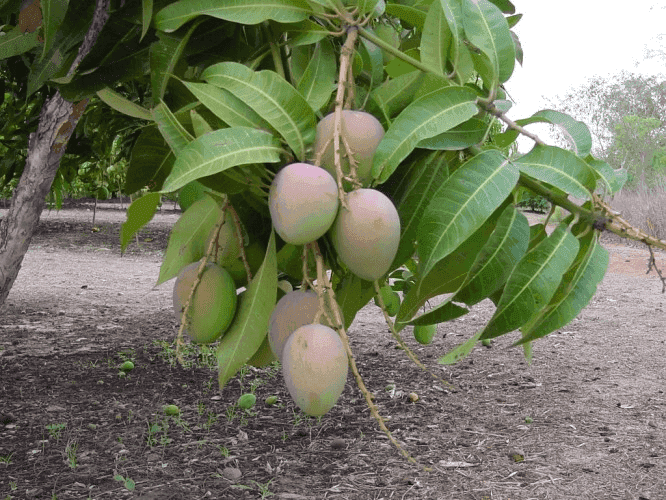 Hojas de Mango